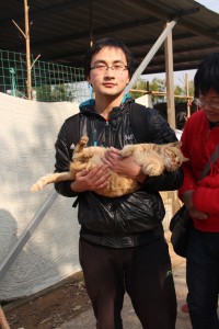 志愿者和一只很喜欢被人抱的大黄猫