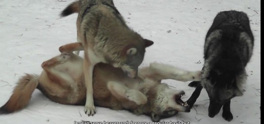 International Wolf Center - 10 January 2014 - How are the Wolves doing in the Cold-muxed[14-32-03]