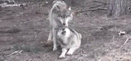 International Wolf Center 8 April 2011 - Ethology Quiz-muxed[(008826)13-39-59]